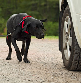 National Association of Canine Scent Work™ ORT