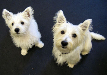 Mira Jones puppy training Tail Lights Dogs