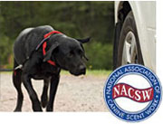 Tail Lights Dogs Nose Work Trial