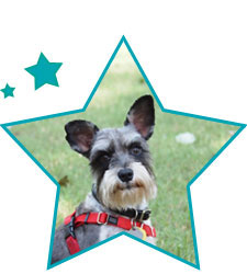 Current One Dog at a Time Foster Loretta