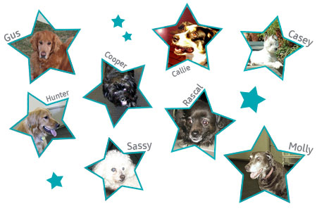 One Dog at a Time Sponsors