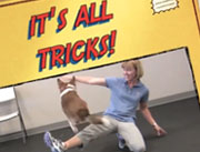 Tail Lights Dogs Tricks Video