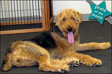 Tail Lights Dog Training Boarding and Daycare